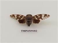 藏品(蟪蛄(黑斑蟬))的圖片